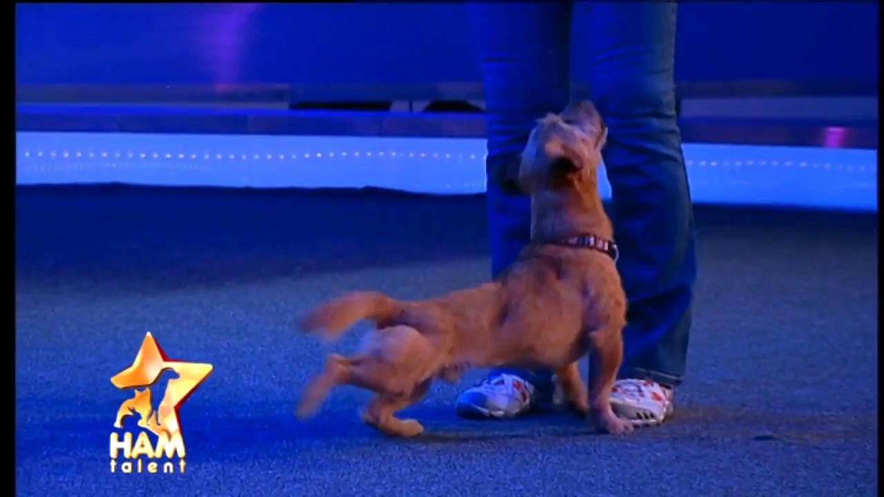 Docog și Dio, doi căței veniți tocmai de la Budapesta! Au primit aplauzele juriului și au făcut super show!