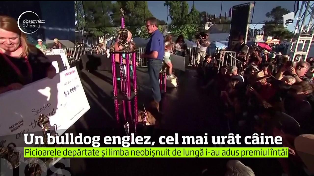 Un bulldog englez a primit titlul de "cel mai urât câine din lume"