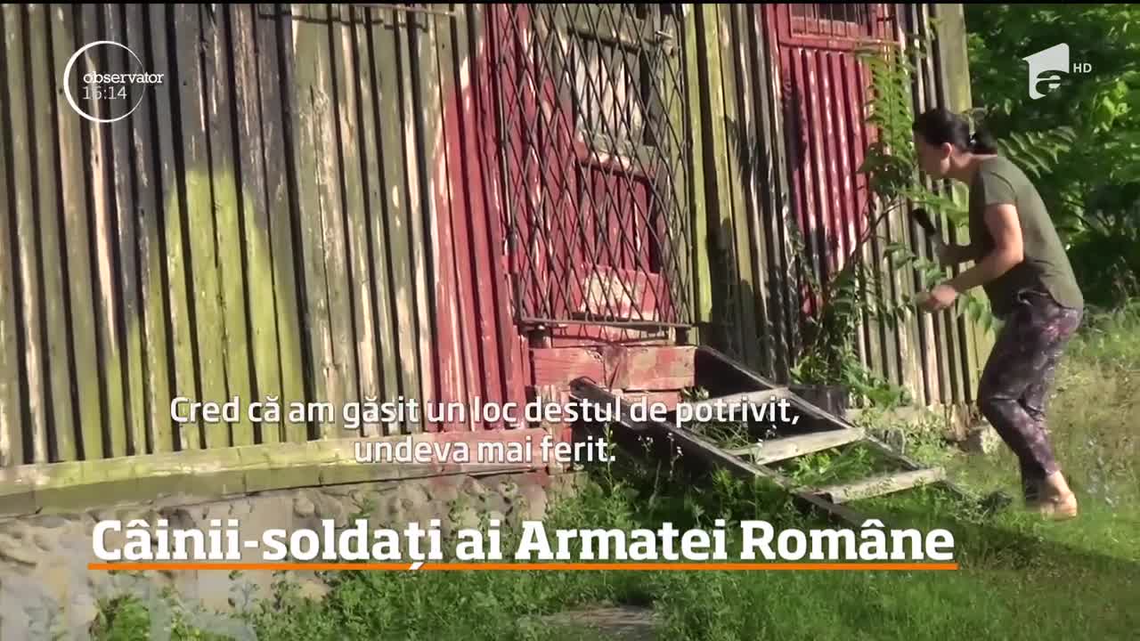 Ei sunt câinii-soldați din Armata Română! Cum arată o zi de antrenament pentru eroii patrupezi (VIDEO)