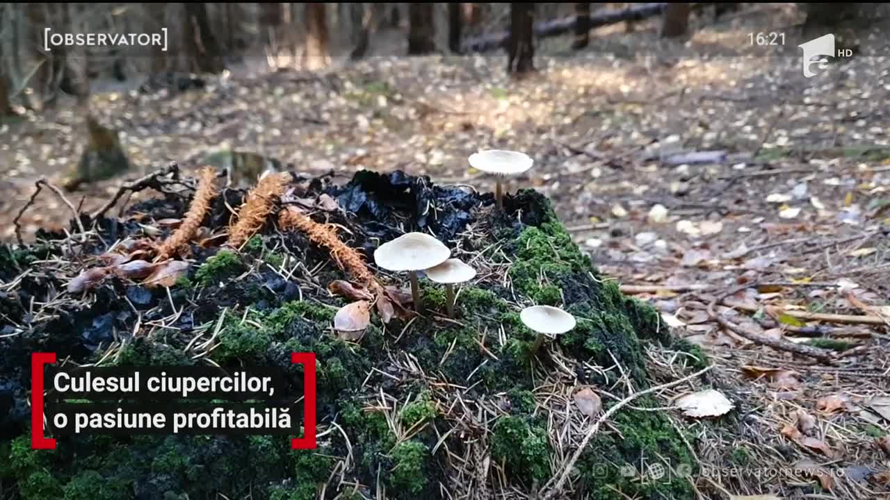 Culesul ciupercilor, o pasiune profitabilă